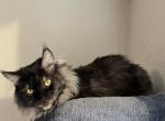 Stud Storm - Maine Coon Cat For Sale/Service - Largo&comma; FL&comma; US