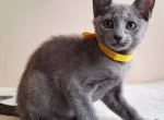 Russian DH Ella - Russian Blue Kitten For Sale - 