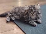 Little Debbie - Persian Kitten For Sale - 
