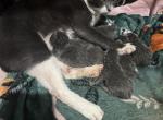 Manx brittish hair Scottish fold with short legs - British Shorthair Kitten For Sale - Cushing&comma; TX&comma; US