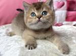 British Inti - British Shorthair Kitten For Sale - Manorville&comma; NY&comma; US