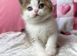 British Iriska - British Shorthair Kitten For Sale - Manorville&comma; NY&comma; US