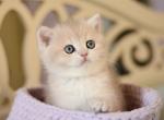 British Adel - British Shorthair Kitten For Sale - Manorville&comma; NY&comma; US