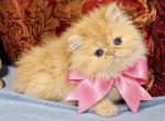 Light pink girl - Persian Kitten For Sale - AZ&comma; US