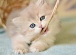 British April - British Shorthair Kitten For Sale - Manorville&comma; NY&comma; US