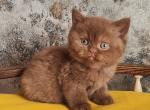 British Barney - British Shorthair Kitten For Sale - Manorville&comma; NY&comma; US