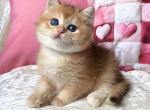 British Fantic - British Shorthair Kitten For Sale - Manorville&comma; NY&comma; US
