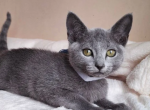 Russian Blue DH Eve - Russian Blue Kitten For Sale - 