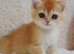 British Xanthe - British Shorthair Kitten For Sale - Manorville&comma; NY&comma; US