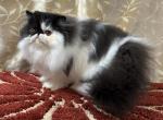 CFA Black & White Female - Persian Kitten For Sale - 