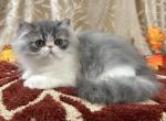 CFA Blue Silver Tabby & White Male - Persian Kitten For Sale - 