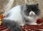 CFA Blue & White Male - Maine Coon Kitten For Sale - 