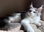 Max - Maine Coon Kitten For Sale - Denver&comma; CO&comma; US
