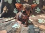 Briar - Sphynx Kitten For Sale - 