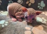 Morel - Sphynx Kitten For Sale - Vineland&comma; NJ&comma; US
