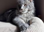 Luna - Maine Coon Kitten For Sale - Denver&comma; CO&comma; US