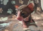 Moss - Sphynx Kitten For Sale - 