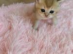 Spice - British Shorthair Kitten For Sale - 