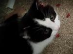 Lola - Persian Kitten For Sale - 