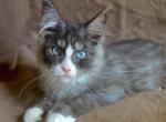 Bluey blue eyed blue smoke shaded lines RARE - Maine Coon Kitten For Sale - 