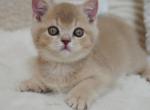 British Winston - British Shorthair Kitten For Sale - Manorville&comma; NY&comma; US