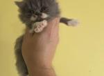 Benny - Persian Kitten For Sale - NY&comma; US