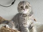 Scottish Fold Female shorthair - Scottish Fold Kitten For Sale - Celebration&comma; FL&comma; US