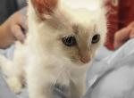 Teddy - Domestic Kitten For Sale - Parker&comma; CO&comma; US