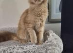 Carmen - Maine Coon Kitten For Sale - Staten Island&comma; NY&comma; US