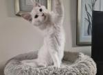 Dexter - Maine Coon Kitten For Sale - Staten Island&comma; NY&comma; US