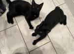 2 Kittens - Manx Kitten For Sale - MA&comma; US