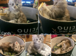 Candy - Maine Coon Kitten For Sale - KS&comma; US