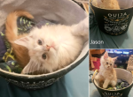 Jason - Maine Coon Kitten For Sale - KS&comma; US