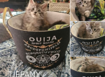 Tiffany - Maine Coon Kitten For Sale - KS&comma; US