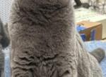 Luna - British Shorthair Cat For Sale - San Antonio&comma; TX&comma; US
