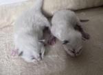 2 Blue Bicolor Boys - Ragdoll Kitten For Sale - Columbia&comma; MD&comma; US