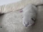 RESERVED Kamazani - Ragdoll Kitten For Sale - Columbia&comma; MD&comma; US