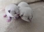 2 Blue Bicolor Girls - Ragdoll Kitten For Sale - Columbia&comma; MD&comma; US