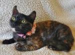 Pebbles - Domestic Kitten For Adoption - Antelope&comma; CA&comma; US