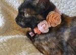 Pebbles - Domestic Kitten For Adoption - Antelope&comma; CA&comma; US