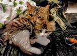 Fluff fluff - Bengal Kitten For Sale - Saint Paul&comma; MN&comma; US