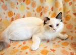 Marigold and Sunflower - Ragdoll Kitten For Sale - Oak Harbor&comma; WA&comma; US