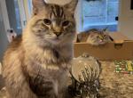 Stormy & Misty - Ragdoll Cat For Adoption - Corona&comma; CA&comma; US