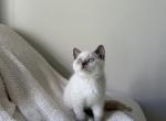 White Scottish Straight Kitten - Scottish Straight Kitten For Sale - 