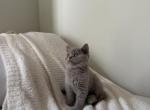 Lilac Scottish Straight Kitten - Scottish Straight Kitten For Sale - 