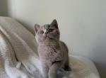 Fawn Shorthair British Kitty - British Shorthair Kitten For Sale - 