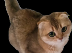Lucky - Scottish Fold Cat For Sale - Cleveland&comma; OH&comma; US