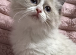 Celeste Blue Point Bi Colored Female - Ragdoll Kitten For Sale - PA&comma; US