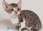 Fexik - Devon Rex Kitten For Sale - Norwalk&comma; CT&comma; US