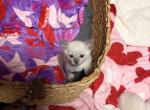Taley - Siamese Kitten For Sale - Saint Petersburg&comma; FL&comma; US